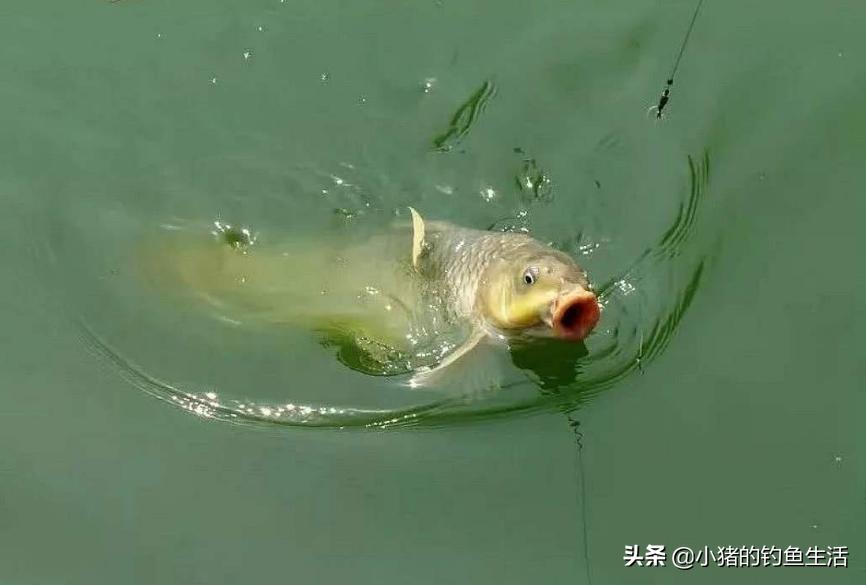 “酷暑三伏钓早晚”，今天来聊聊夜钓