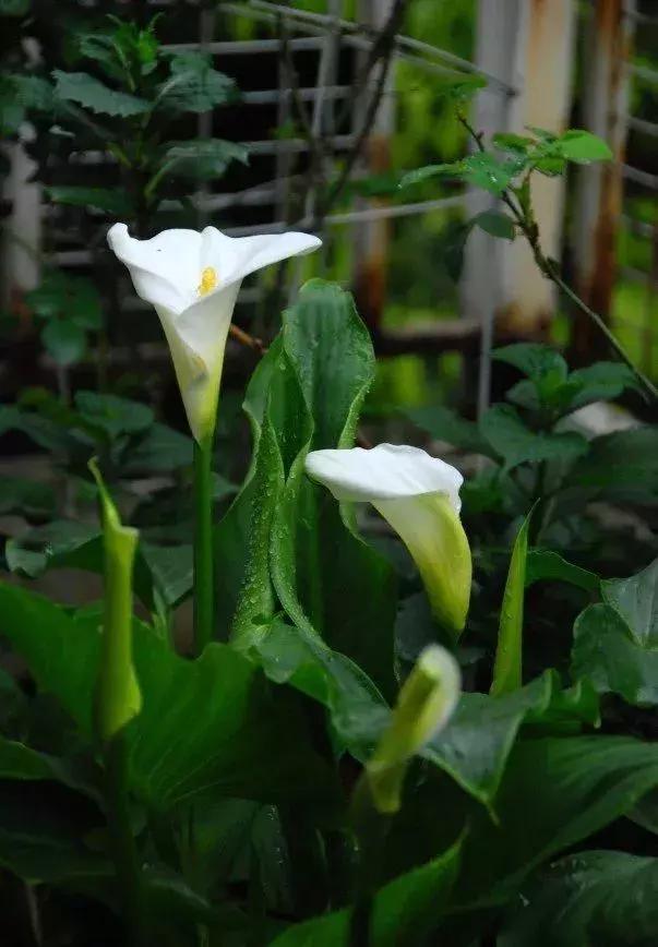 马蹄莲和铜钱草区别,半土半水铜钱草养护分享