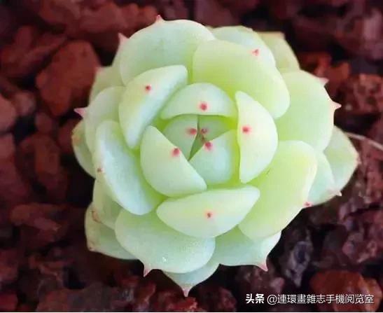 365种多肉图谱大全,365种鲜花图册大全