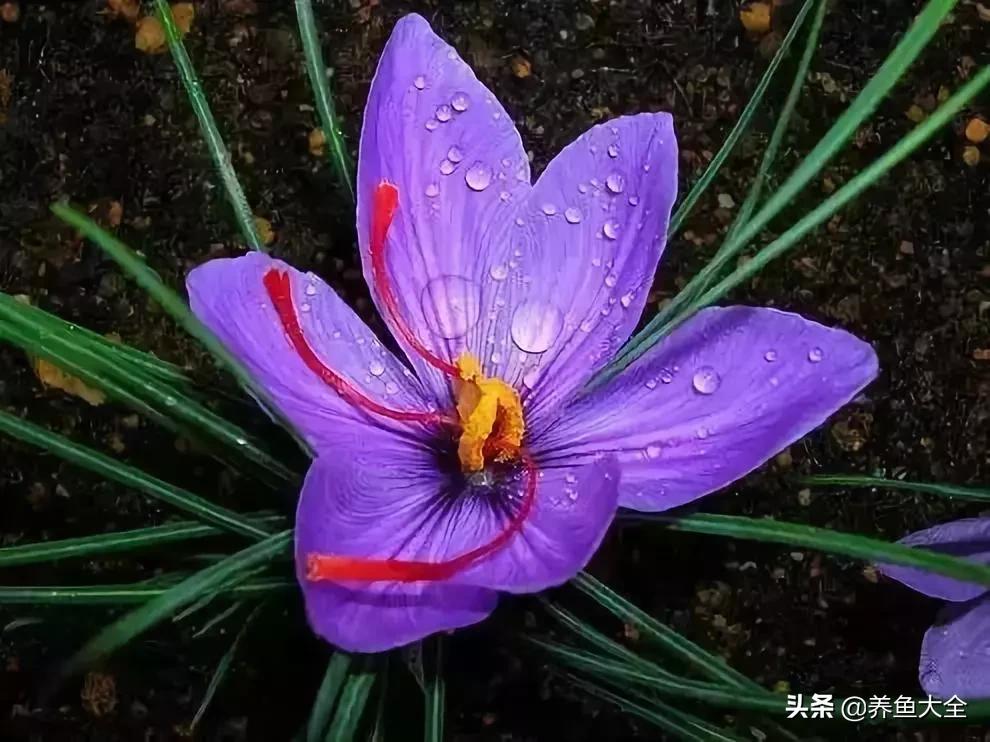 世界名贵花图片大全集,世界上最漂亮名贵的花卉