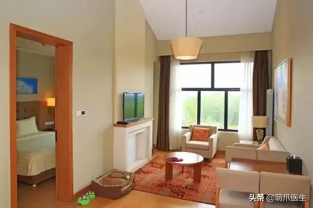 上海可带宠物入住的酒店推荐,怎么选宠物友好酒店房间