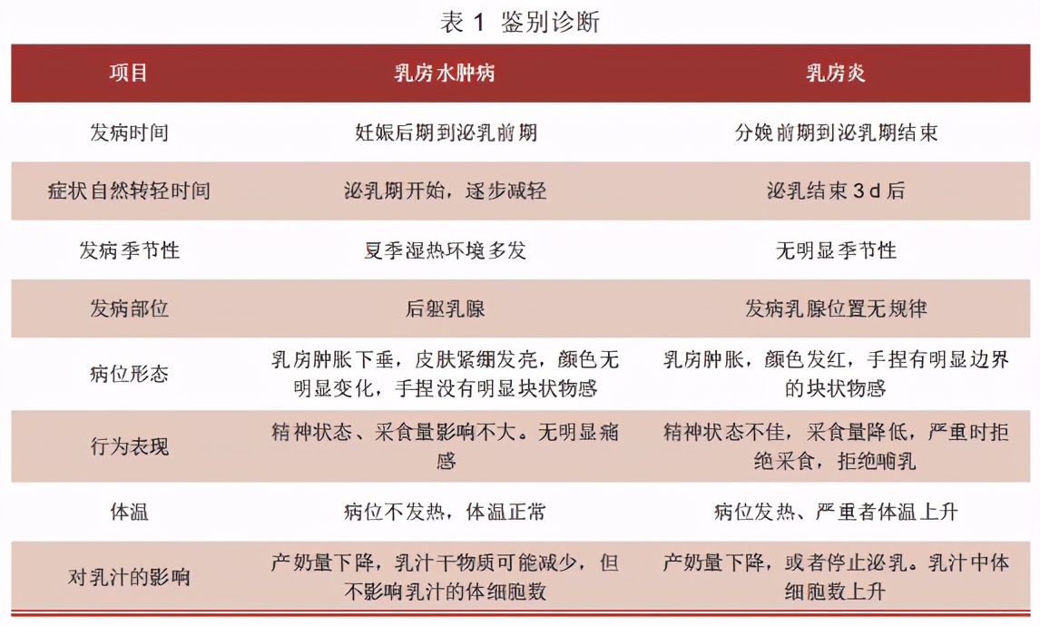 母猪乳房水肿症状怎么治疗,母猪产前乳房水肿最快的治疗方法