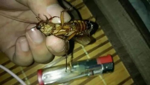 在南方大蜈蚣面前,南方大蟑螂简直不堪一提