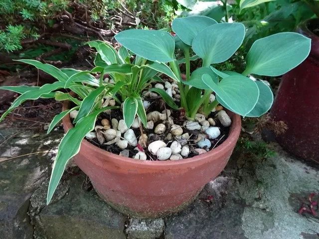 盆栽玉簪可以养在室内吗,玉簪花怎样养才能开花