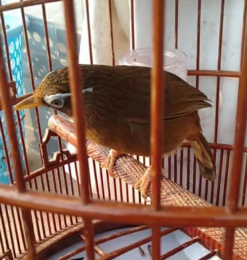 画眉鸟战后怎么处理,画眉鸟生病了最好的治疗方法