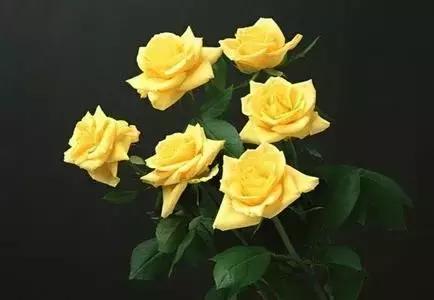 情人节送粉色玫瑰还是红色玫瑰,情人节送白玫瑰的花语和寓意