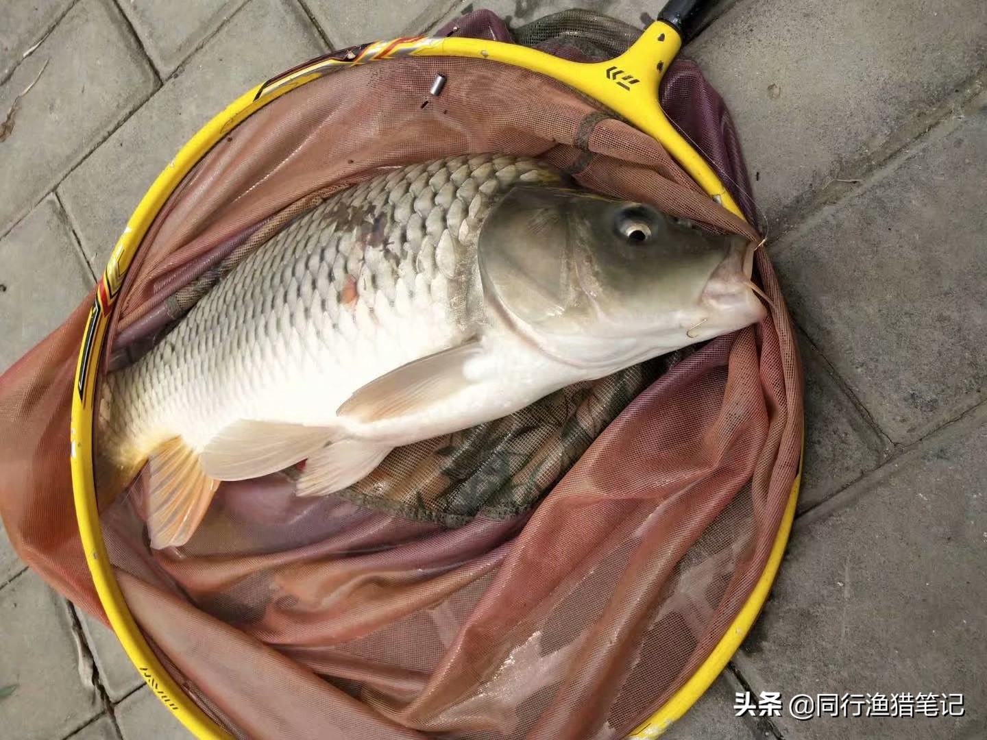 黑坑鱼饵最佳配方,黑坑皮筋颗粒钓滑口鲤鱼