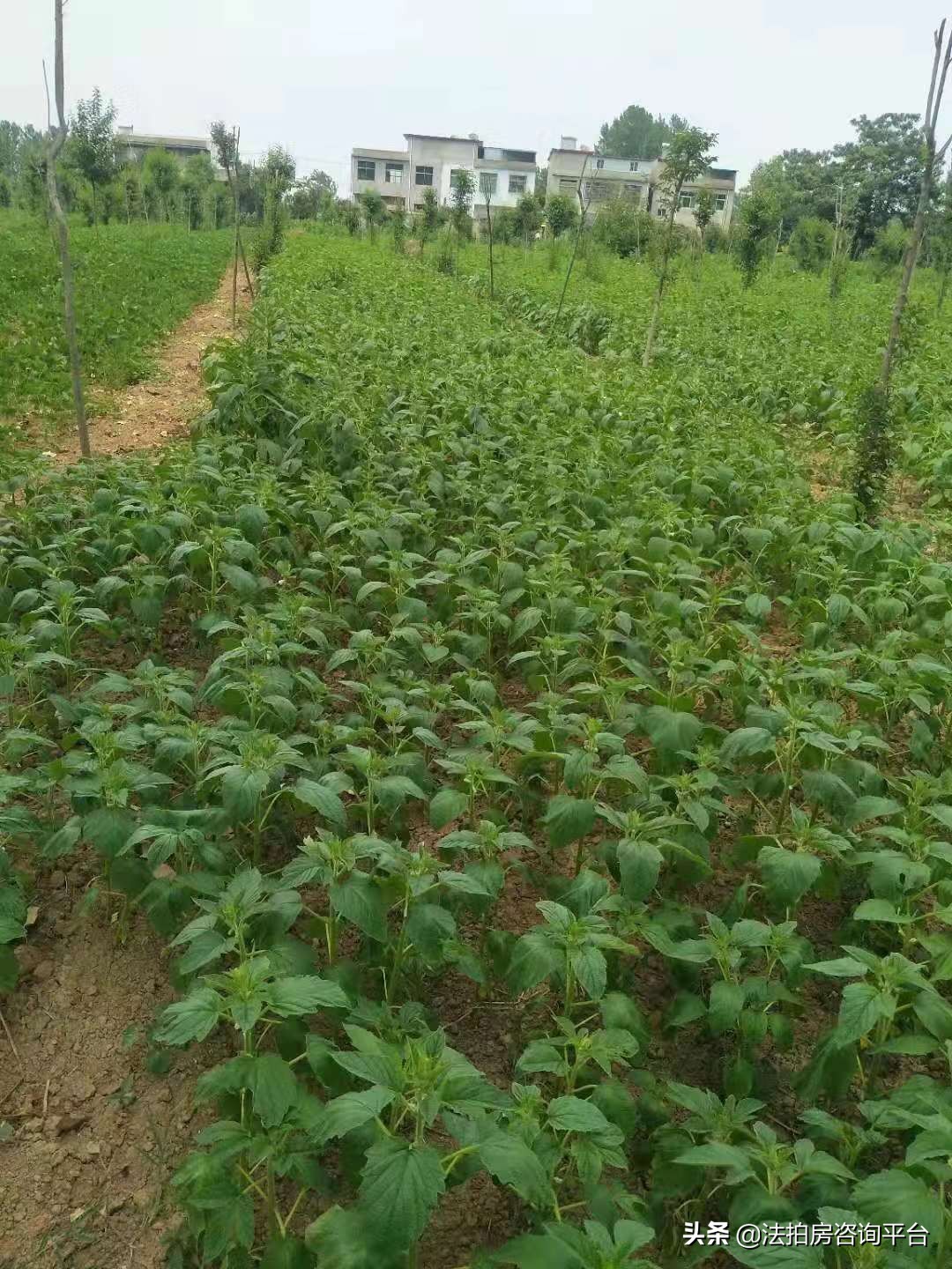 纯粹芝麻油,纯粹芝麻油广告