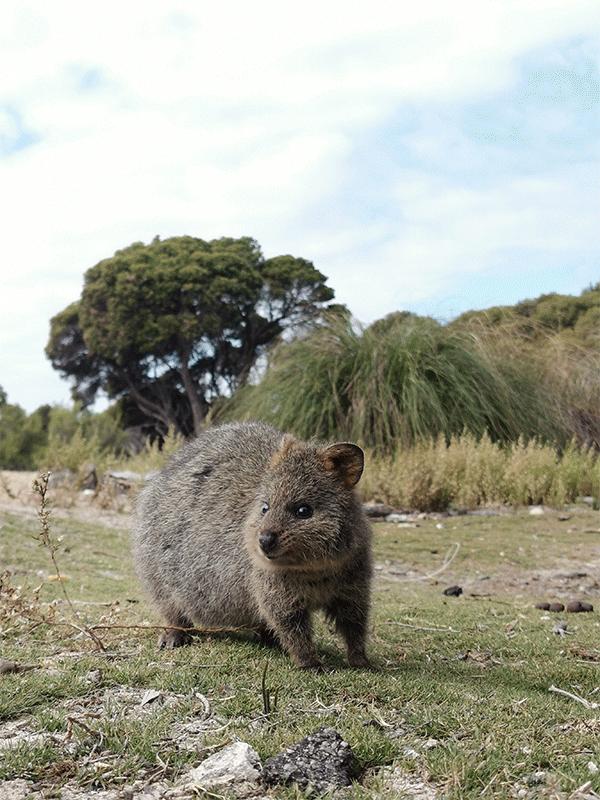 华为p30的镜头模组叫什么,华为p30镜头是蓝宝石的吗