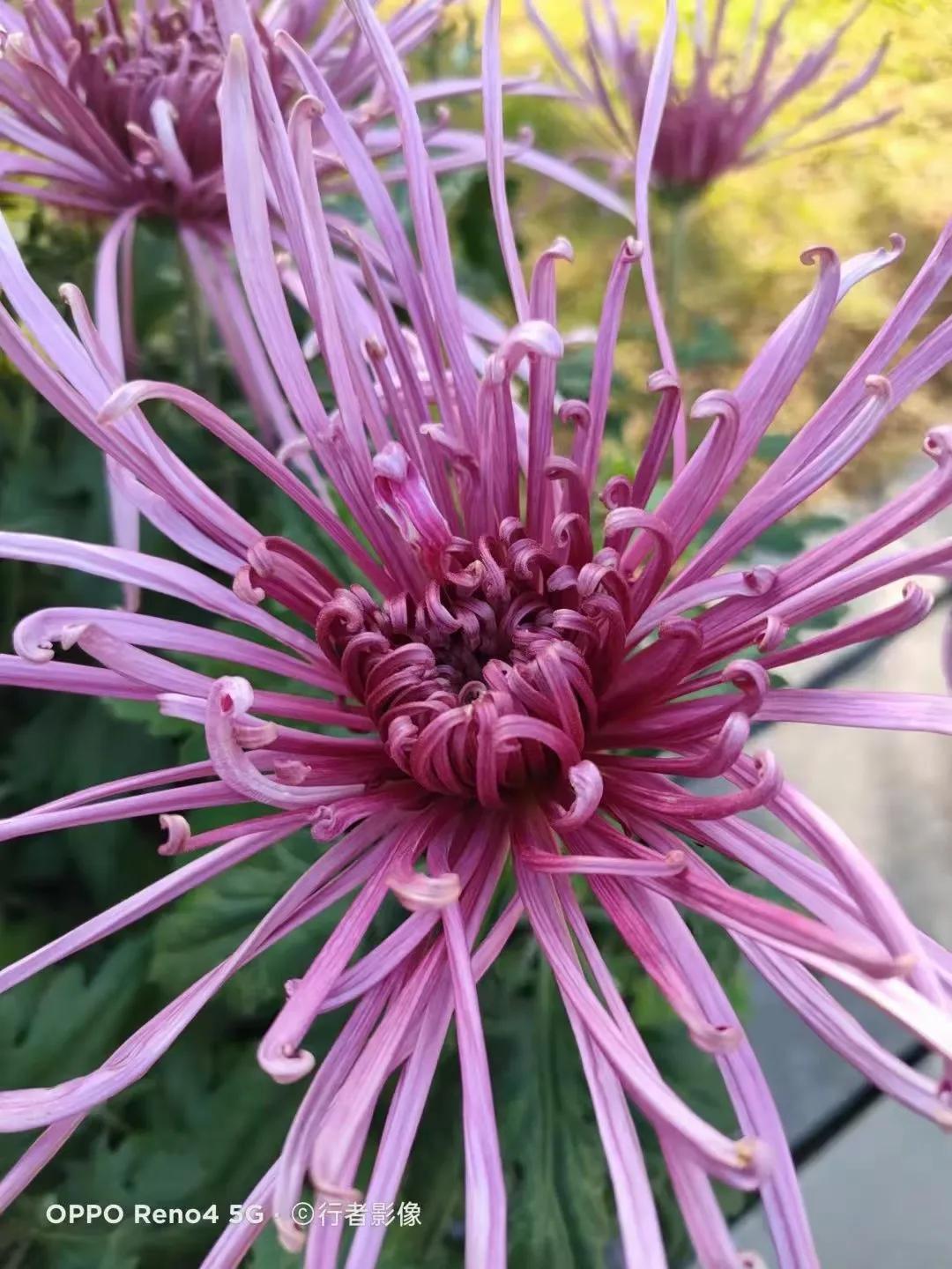 长长的路慢慢地走陈瑞完整版,长长的路慢慢地走原唱