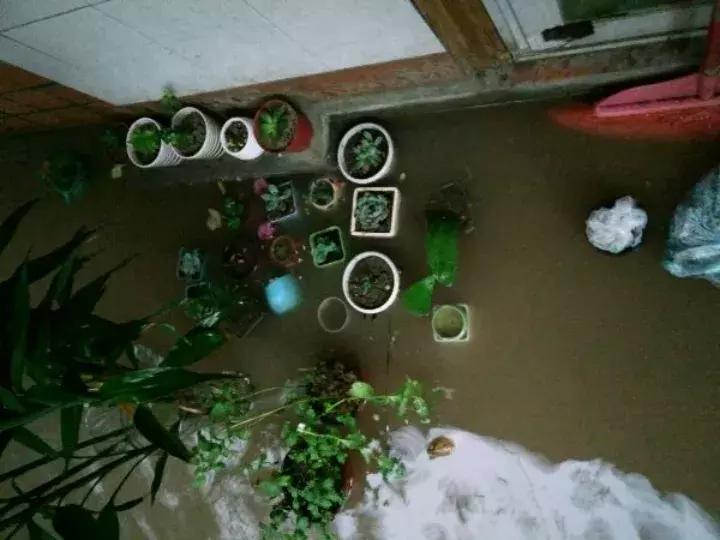 多肉被风雨袭击,多肉被雨水泡过怎么办