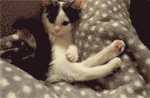 为什么猫咪捕猎尾巴一直动,猫老是追尾巴跑