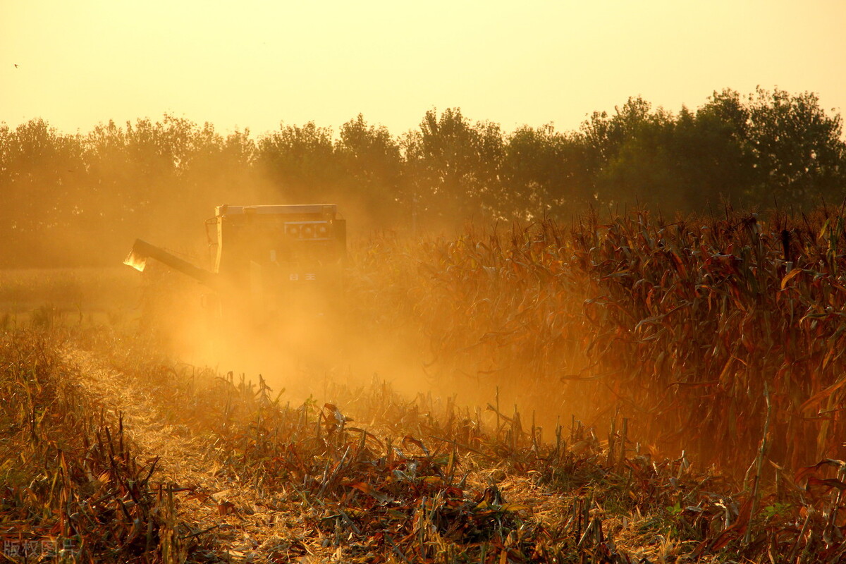 魂牵梦萦的桂花村（云樵）