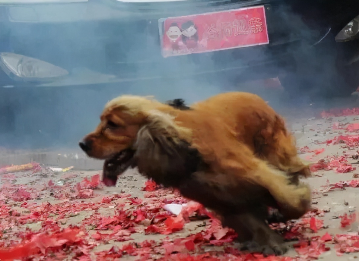 带狗出门需要注意什么,带狗出门遛弯注意事项