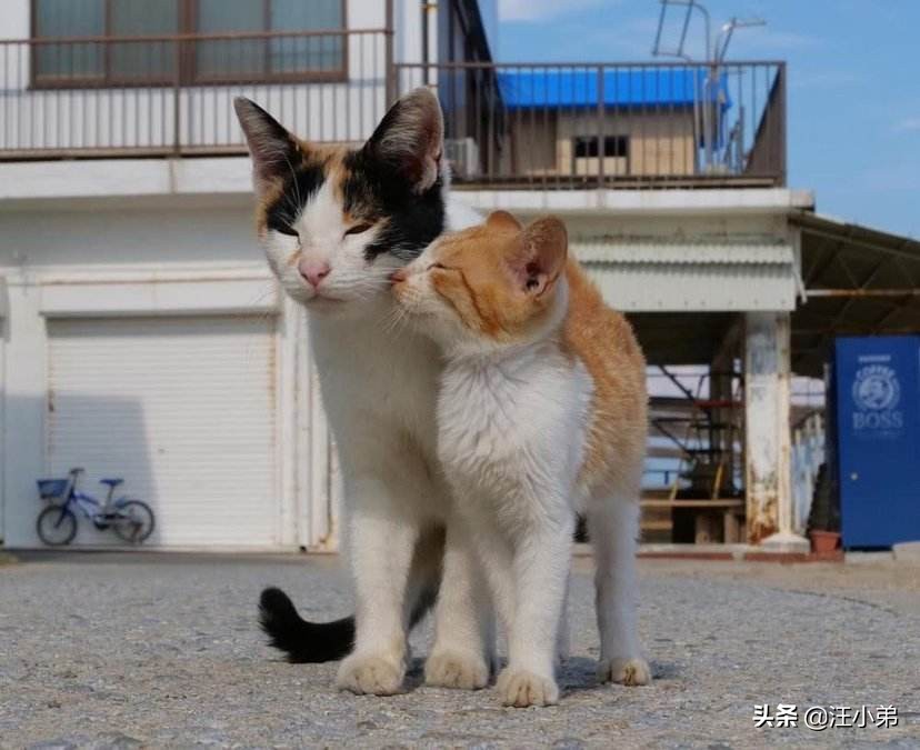 如何让猫咪变得十分乖巧特别粘人,猫咪怎么才能不闹猫