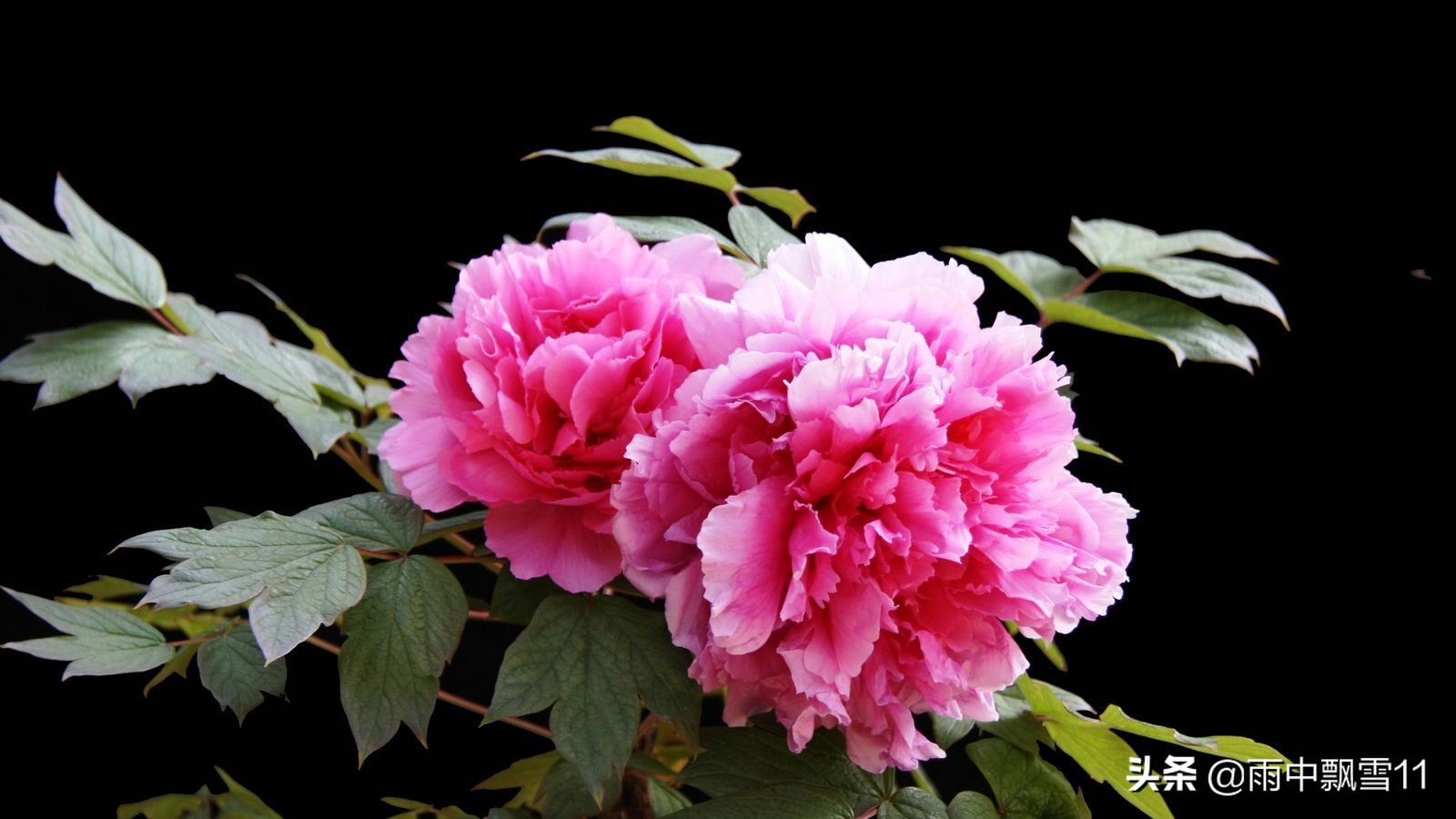 不会开花的牡丹怎么养,不会养花怎么学