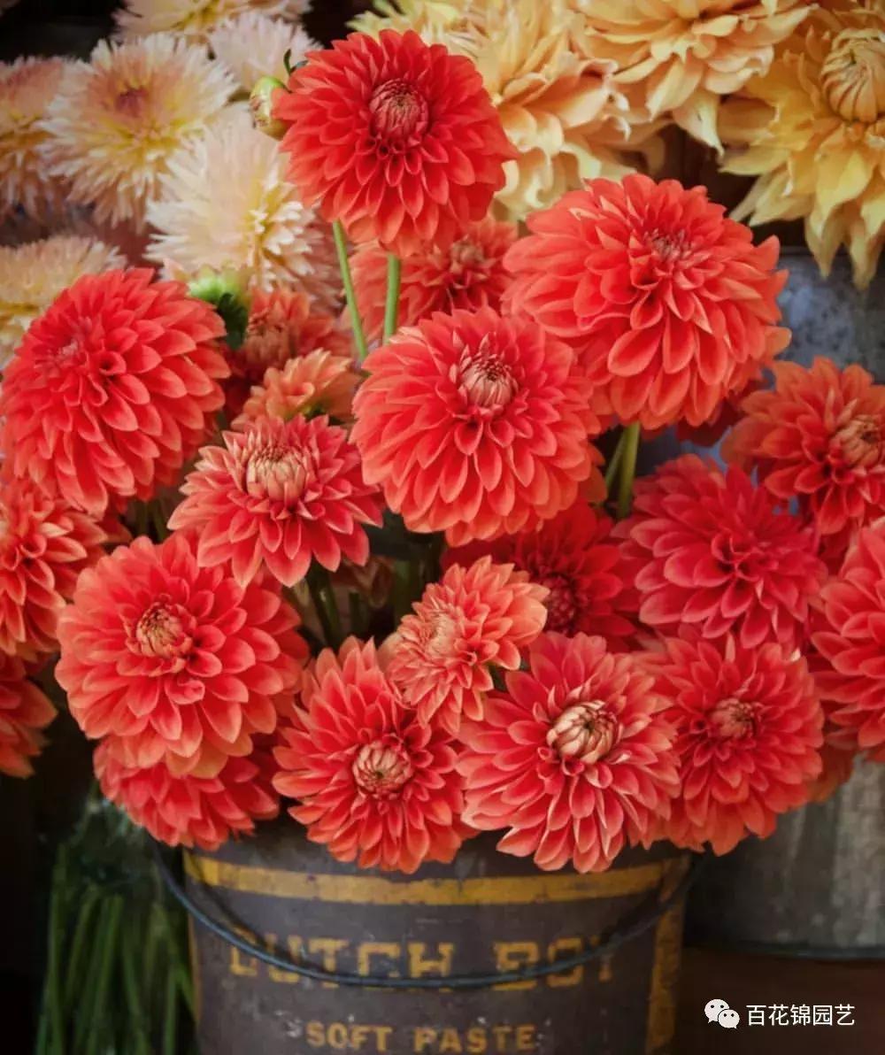 小丽花怎么养护和繁殖,小丽花四季开花吗