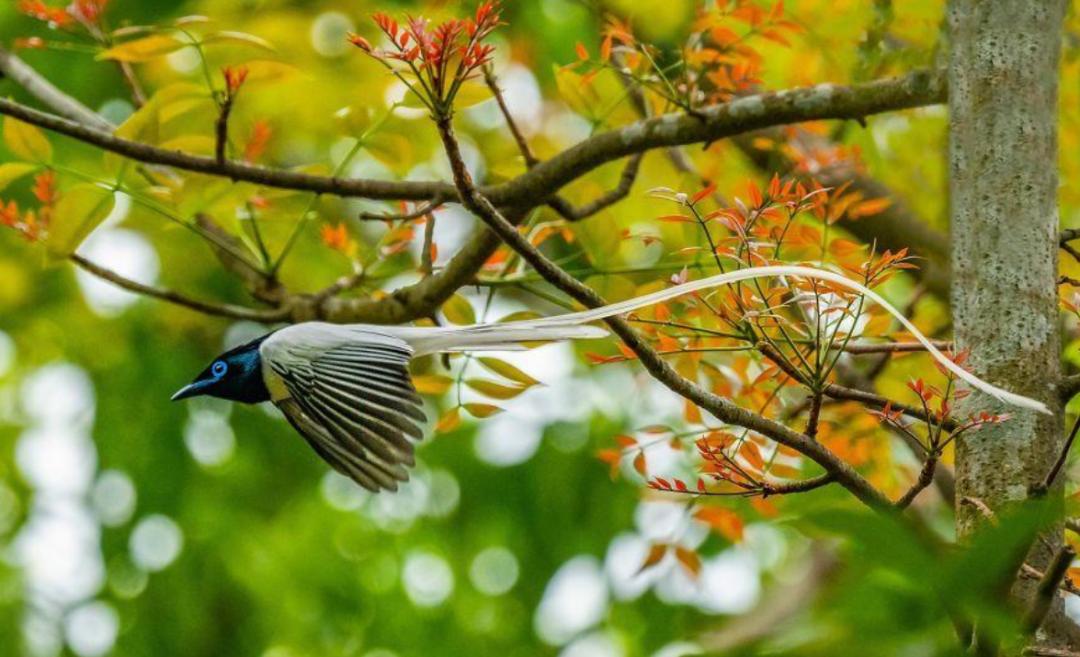 一首春歌原唱完整版,关于春歌的诗词