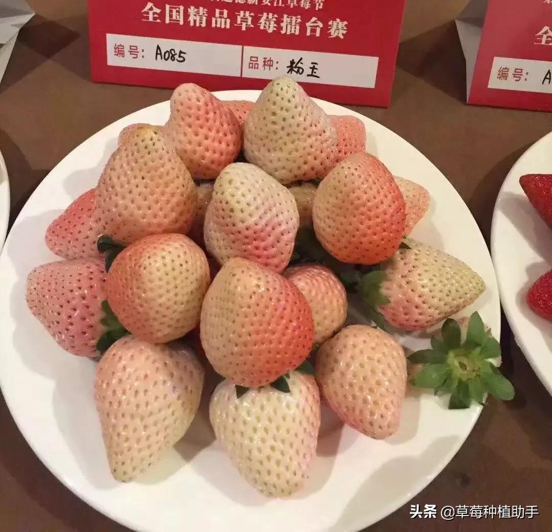 红玉随珠粉玉,高产粉玉