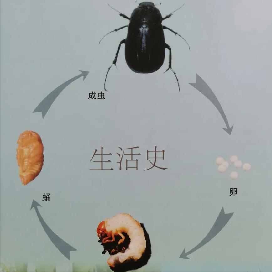 淡水龟的防治方法,猪鼻龟病虫害防治