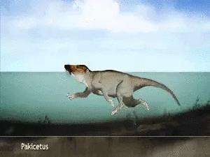 为什么要捕杀鲸鱼?日本人:不是为了吃,这是传统文化