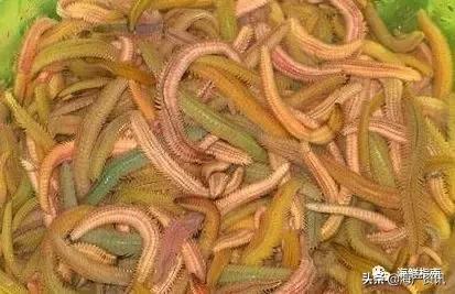 可以吃的海虫都有哪些,沙虫海肠的区别