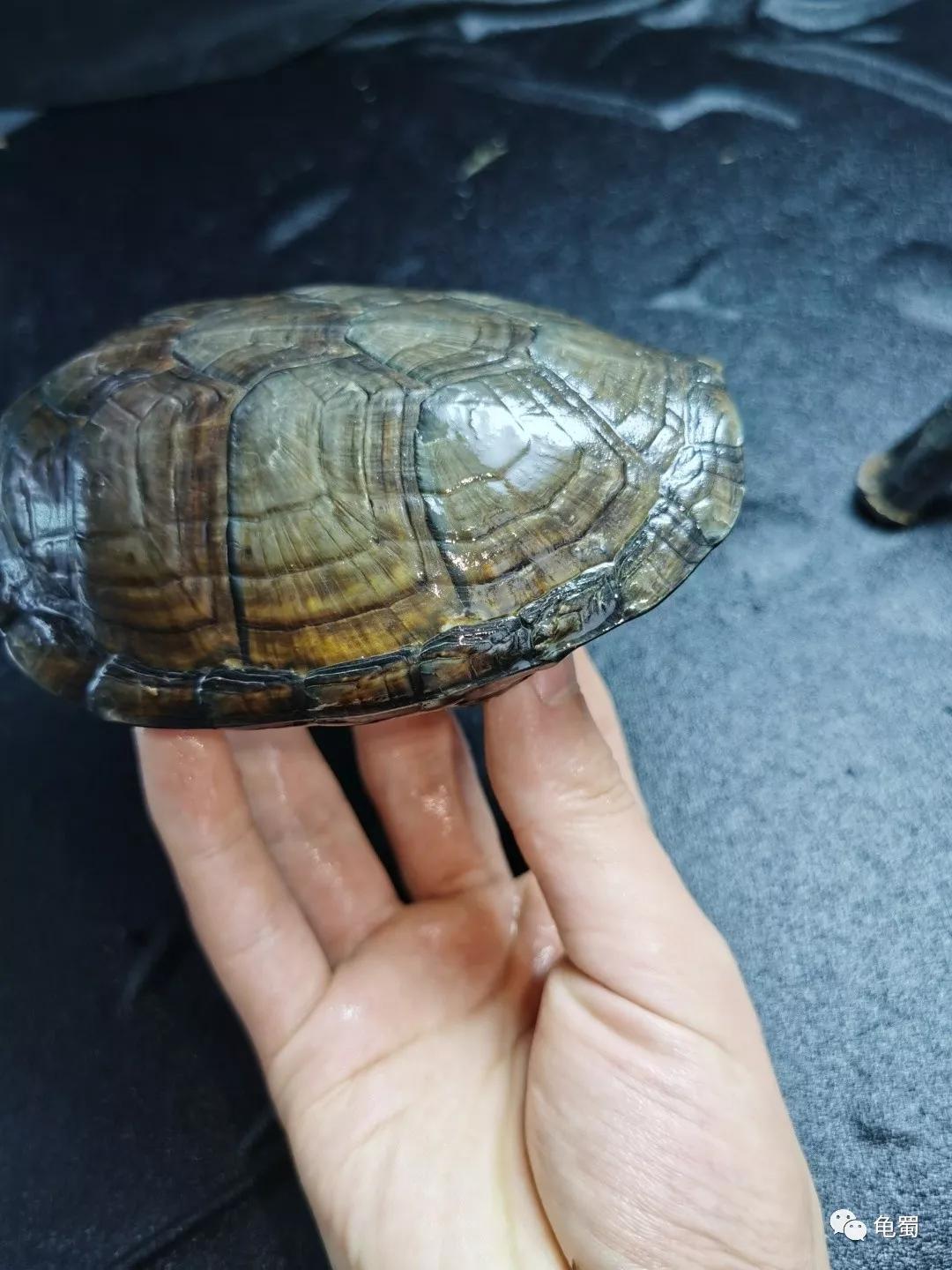 黄泽泥龟为什么冷门,泥龟冷门品种