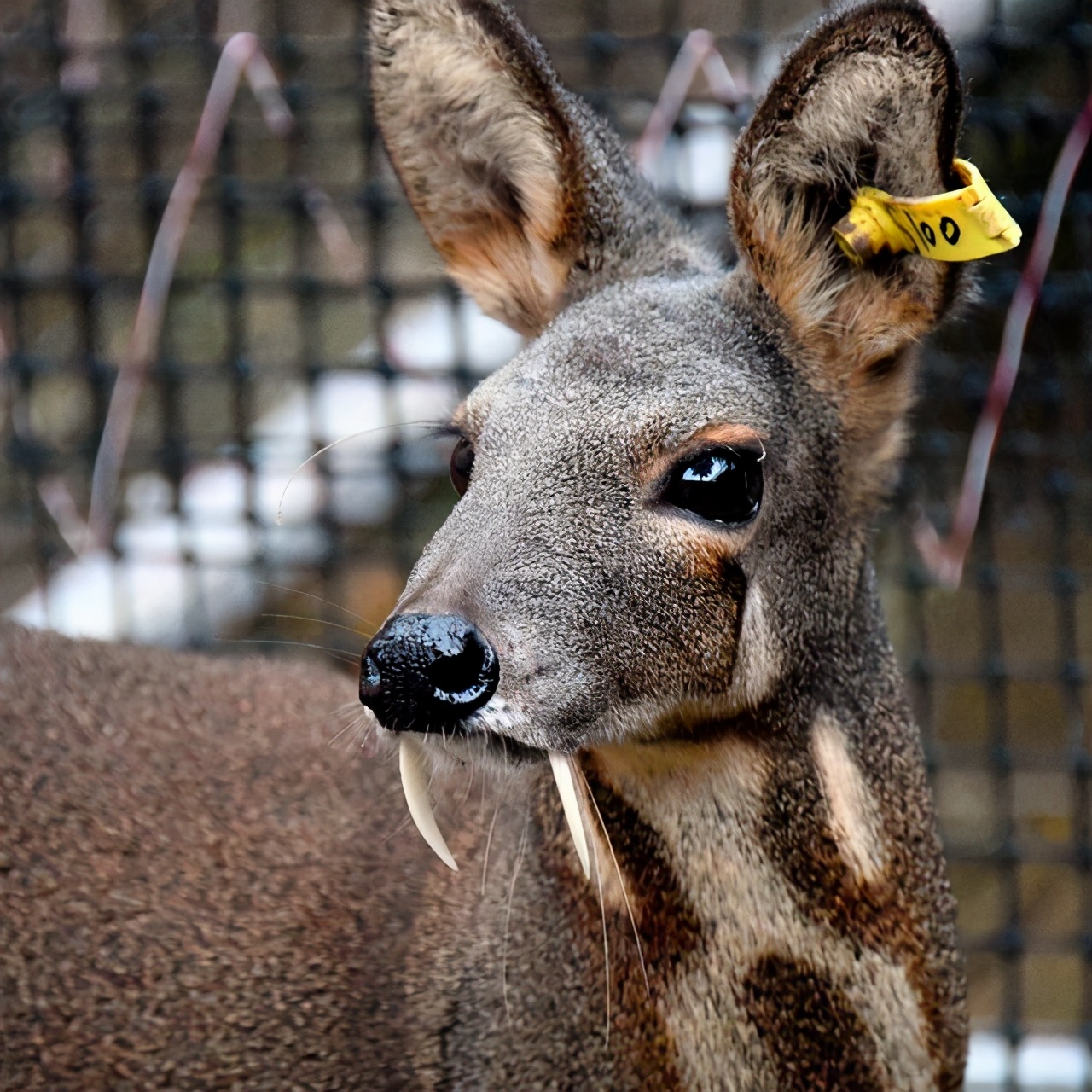 片仔癀怎么突然贵了,为什么片仔癀被炒得这么高