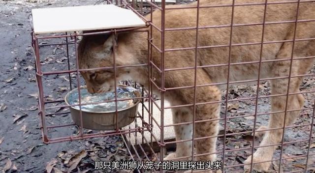 疫情中全美国都在安利这疯子电影