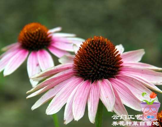 【魔法少女小圆考据（二）·巴麻美人物志·纤弱孤独的茶会主人】