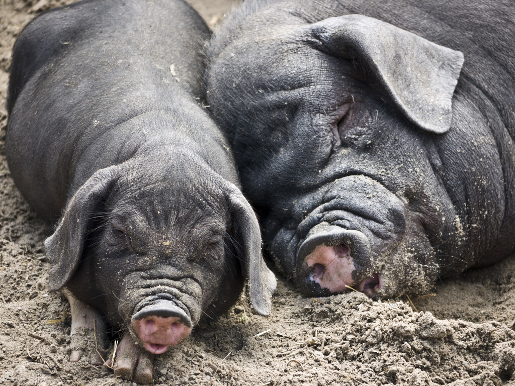 母猪受孕失败的表现,母猪育种失败原因