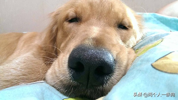 潮湿天气会引起支气管炎,下雨天预防狗狗感冒的方法