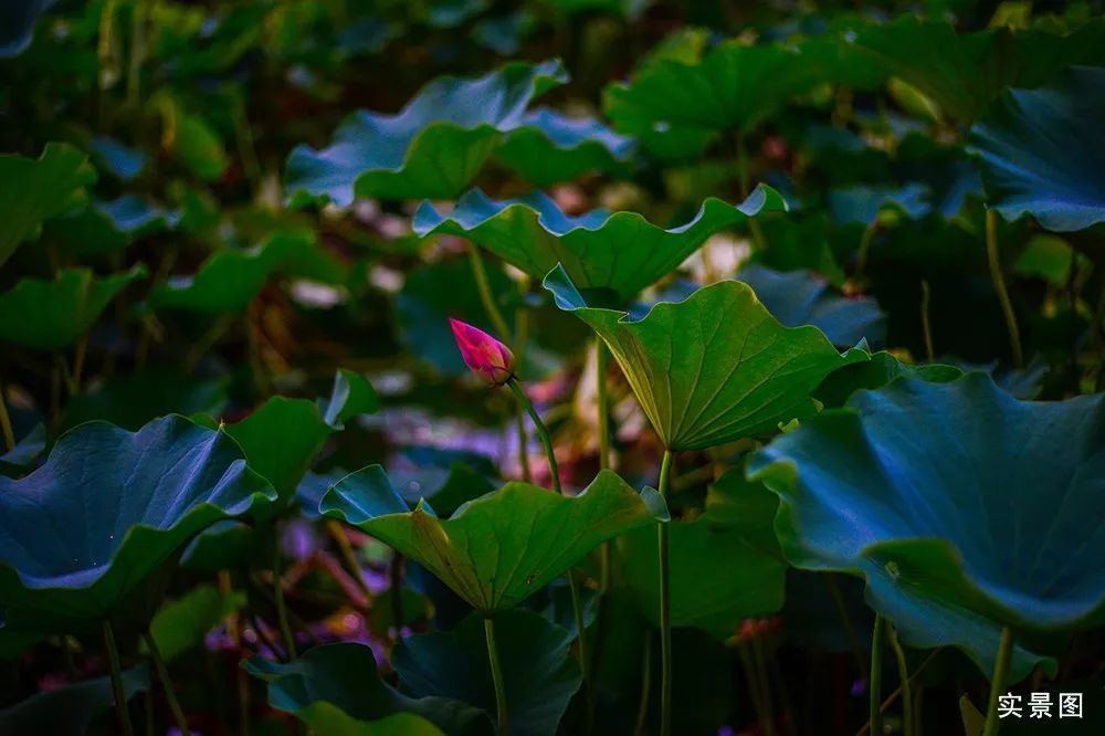 立秋时节让我们走进济南高新区彩虹湖