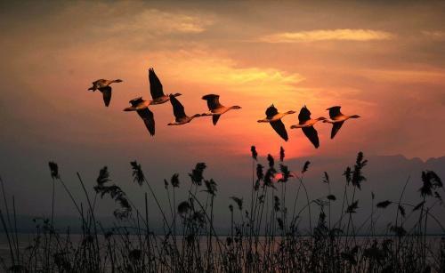 大雁的养殖前景浅谈,大雁养殖利润与前景