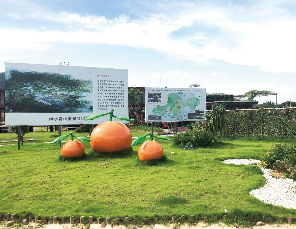 四会哪里有沙糖桔种植基地,四会桔子小镇沙糖桔