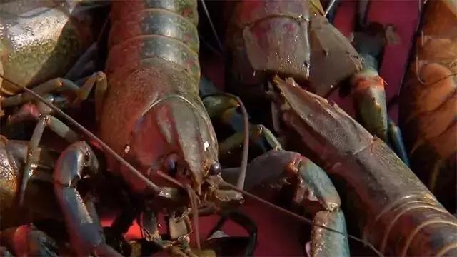 水泥池养龙虾有假的吗,龙虾水泥池养殖方法图解