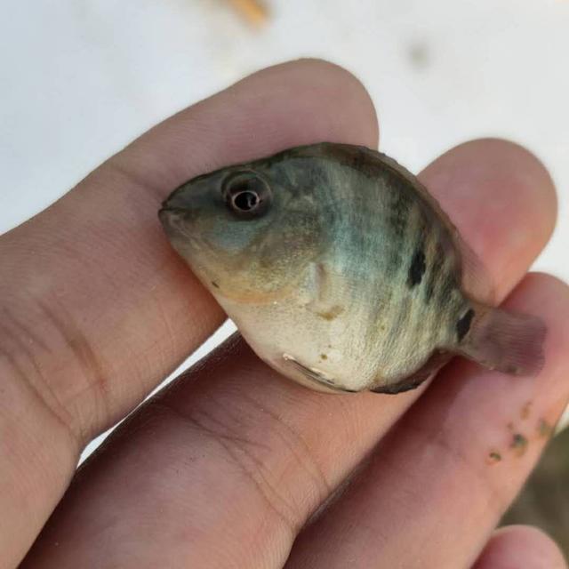 鹦鹉鱼和发财鱼打架,发财鱼鹦鹉鱼混养吗