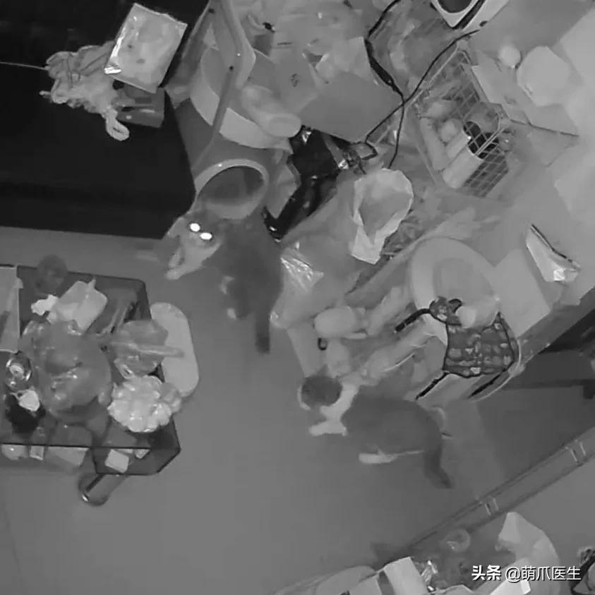 猫咪长大后还认得出兄弟姐妹吗,猫咪长大还记得自己的同胞兄弟吗