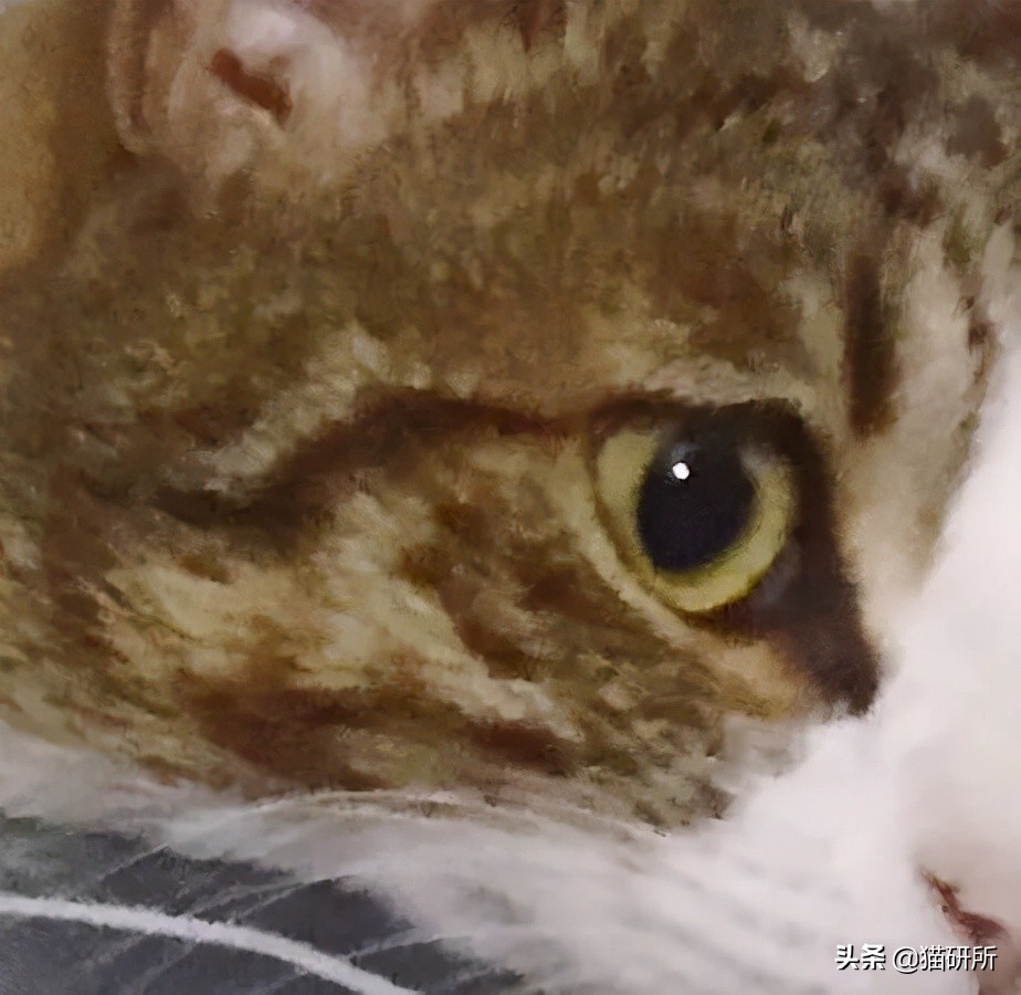 为什么猫咪那么傲娇还有人喜欢,猫咪这么可爱怎么有人舍得伤害