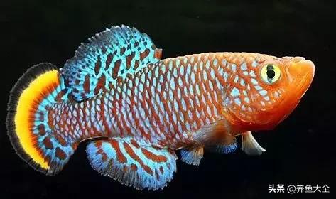 观赏鱼混养最佳方法,观赏鱼混养的最佳方法