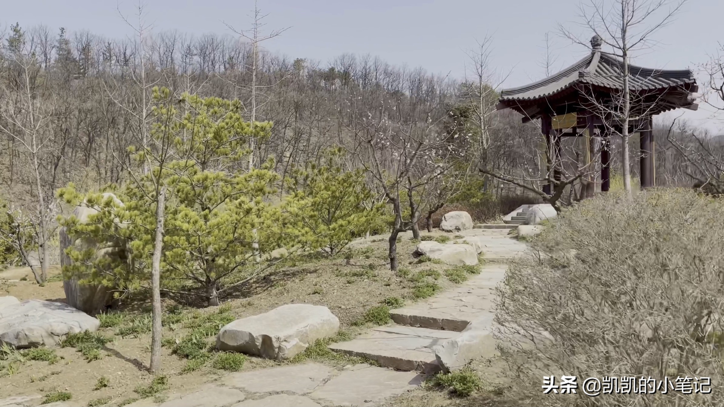 横山寺樱花园门票,横山寺和龙王塘樱花园