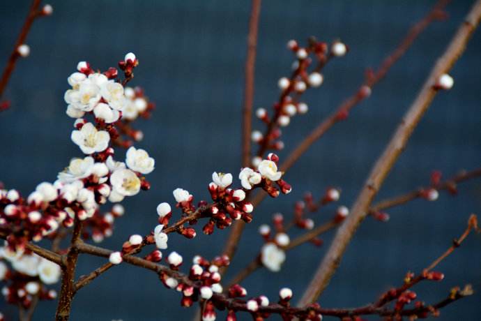 宋祁写的诗是什么,宋祁春景注释