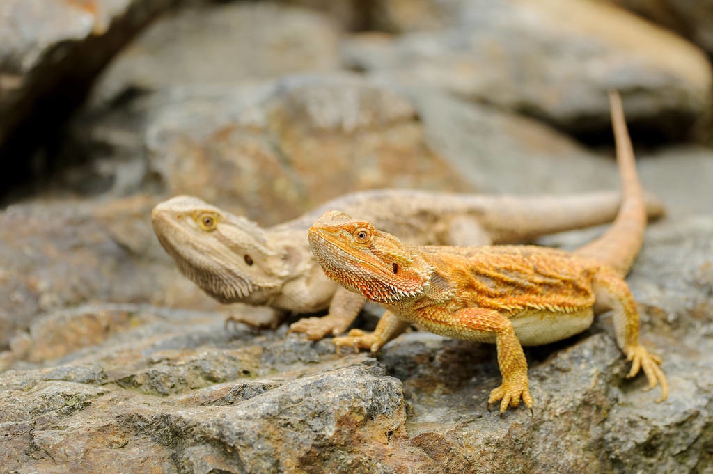 石龟烂脚是什么原因,石金钱龟咬尾的主要原因