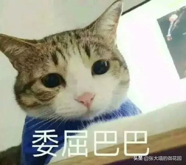猫咪生过小猫还要绝育吗,为什么不建议猫生一窝再绝育