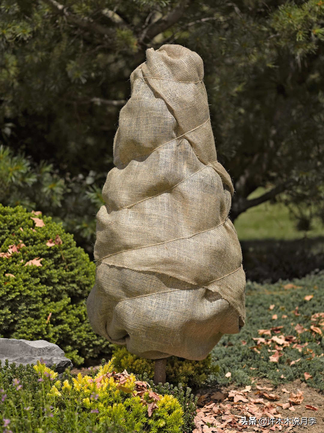 如何养月季花的技巧和施肥时间,月季怎么养开大花好看视频