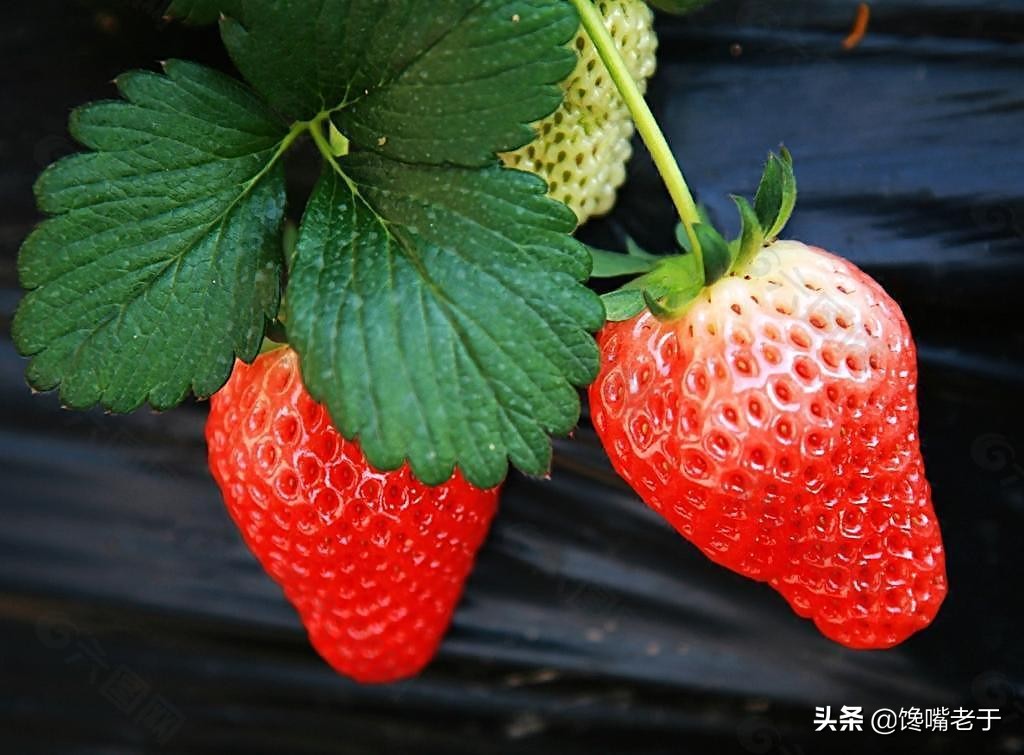 惊蛰当季水果蔬菜,惊蛰节气吃什么水果比较养生