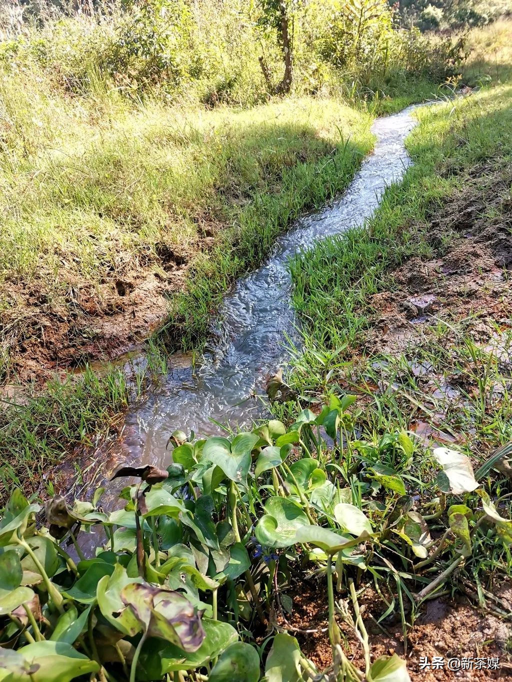 南糯山拔玛寨茶的特点,南糯山拔玛茶介绍