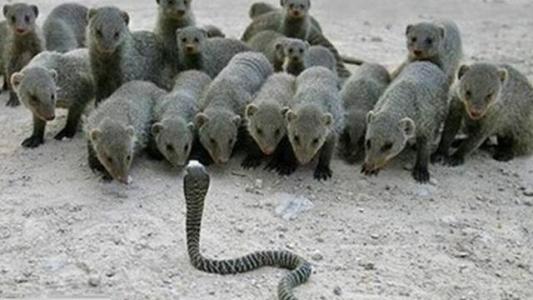 眼镜王蛇与天敌獴哥的激烈战斗,眼镜王蛇真的怕蛇獴吗