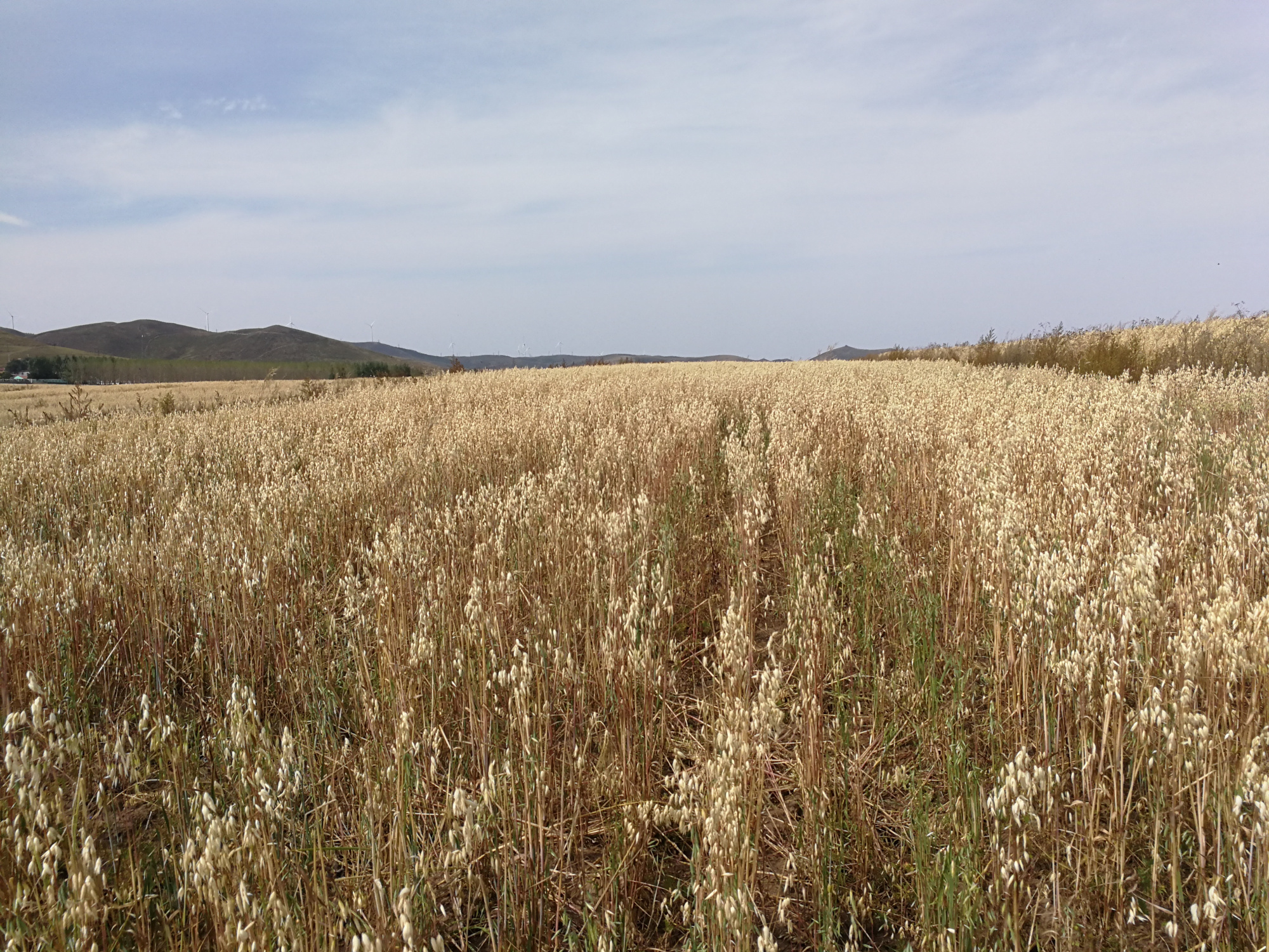 银行鄙视链是什么意思,银行鄙视链造成的影响