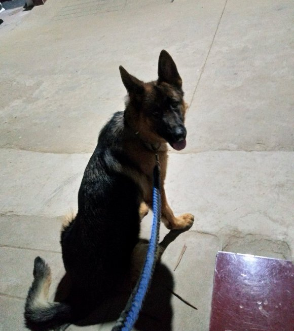 德牧看门到什么程度,德牧看门不叫